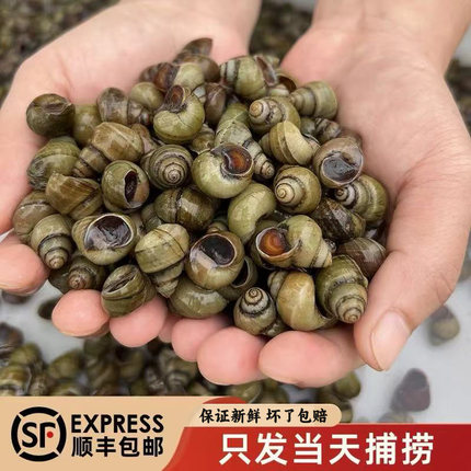清水竹排螺蛳去泥去沙新鲜无需泡水浙江清水螺蛳