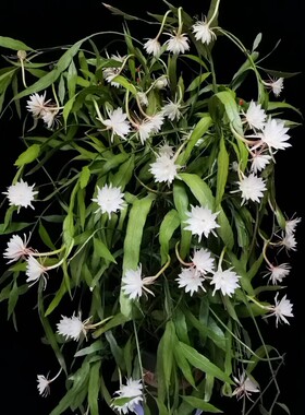 可食用印尼进口小叶昙花浓香耐阴昙花盆栽昙花一梦可垂吊植物花卉