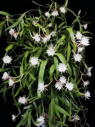 可食用印尼进口小叶昙花浓香耐阴昙花盆栽昙花一梦可垂吊植物花卉