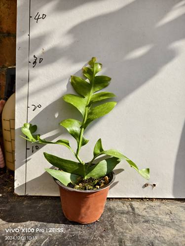 孔雀昆布 [Selenicereus Chrysocardium] 昙花室内