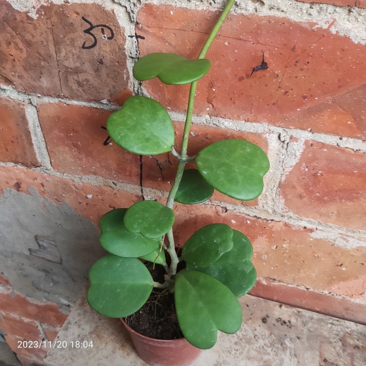 心叶球兰盆栽心叶球兰心型叶片爬藤植物垂吊盆栽四季好养活包邮,鲜花速递/花卉仿真/绿植园艺,时令草本花卉,淘宝优惠券,粉丝福利购,淘宝优惠卷