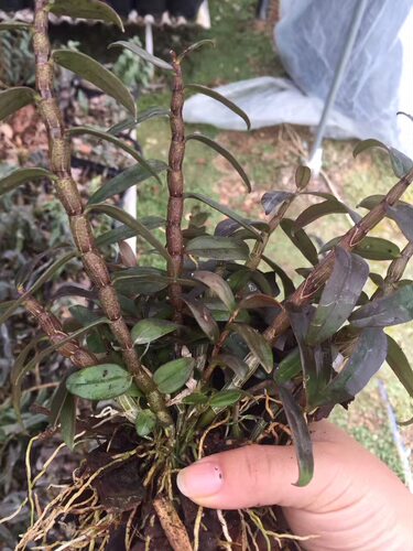 铁皮石斛苗中药材3年食用