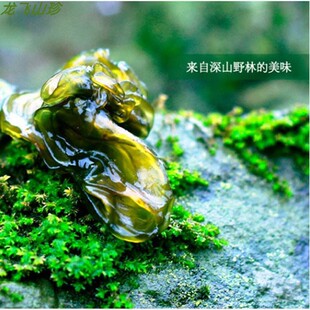 神龙架纯野生地皮菜地木耳干货野生菌干品其它非小木耳零添加