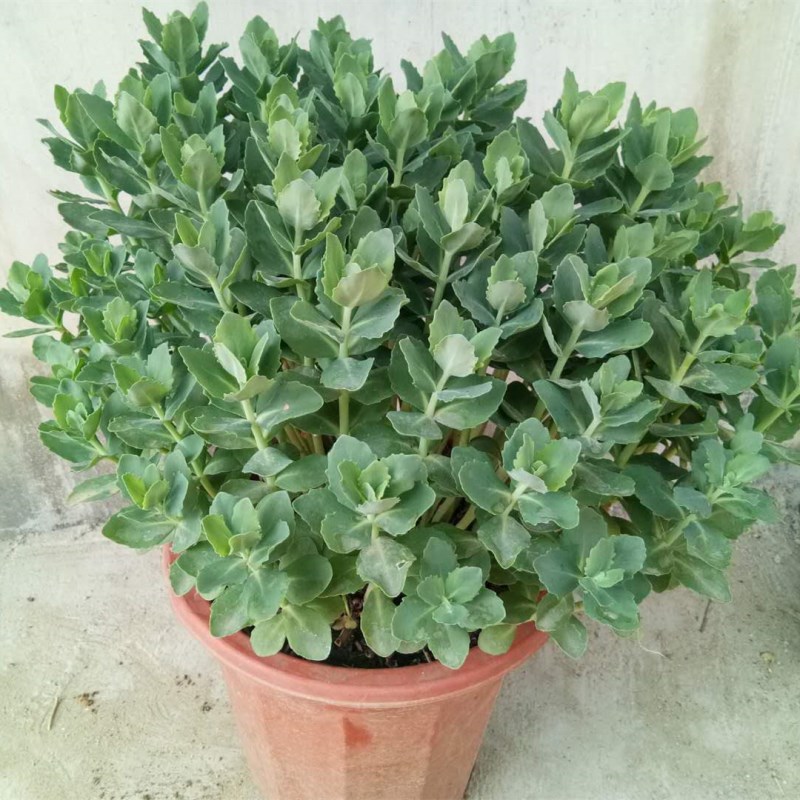 多肉植物花 八宝景天家用花卉苗红叶景天阳台止痒草盆栽好养 趣味