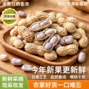 秋季新货上市 广东特产炒货小吃水煮咸干花生软糯鲜食品健康零食