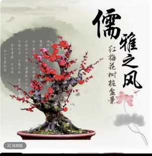 梅花盆栽 红梅老桩朱砂梅绿梅腊梅浓香型花卉耐寒植物红梅盆景