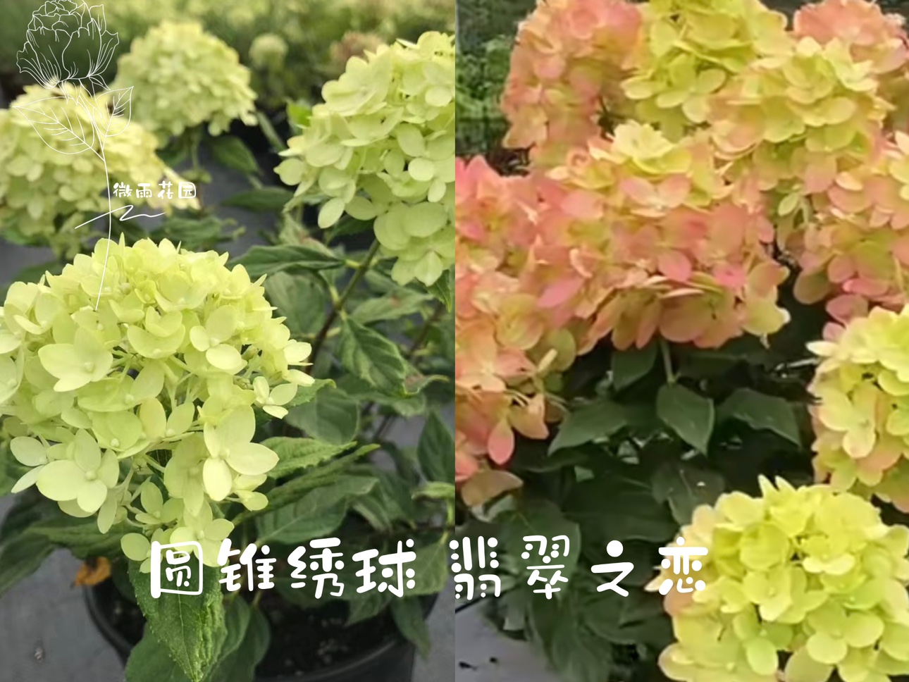 微雨花园 新品圆锥绣球翡翠之恋2加仑 一年开花2-3次秋季花朵变红