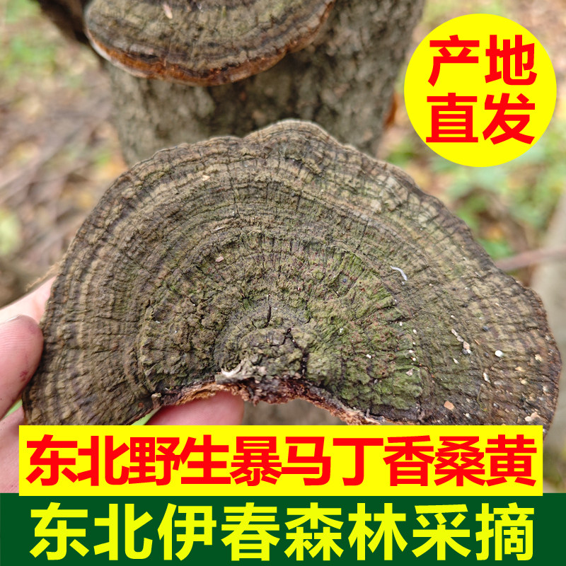 东北野生桑黄暴马丁香桑黄深山整枝干货整枝灵芝暴马子野生老货
