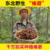 东北野生榛蘑干货小鸡炖蘑菇黑龙江蘑菇干榛蘑纯野生榛菇野生菌菇