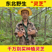 东北野生灵芝深山整枝灵芝中药材干货正品 泡酒专用纯野生天然赤灵