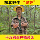 东北野生灵芝深山整枝灵芝中药材干货正品 泡酒专用纯野生天然赤灵