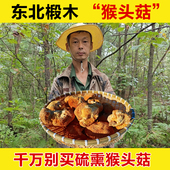 东北猴头菇干货中药材干猴头菇正宗猴头菇干黑龙江无根蘑菇干货