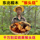 东北猴头菇干货中药材干猴头菇正宗猴头菇干黑龙江无根蘑菇干货