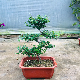 珍珠梅盆景客厅庭院阳台室内外花卉盆栽粉色小花S造型带花苞绿植