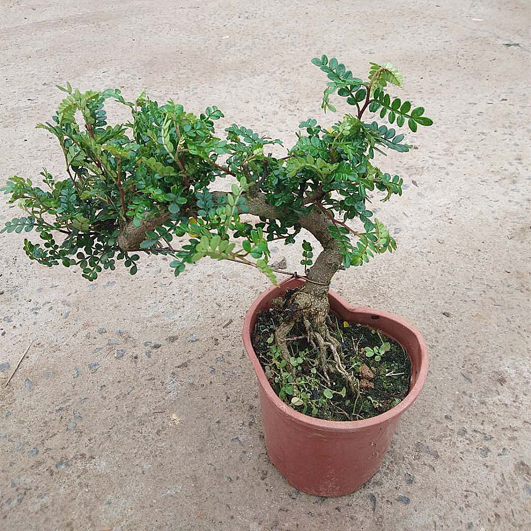 胡椒木悬崖式树桩造型盆景清香驱蚊室内净化空气桌面植物艺术盆栽