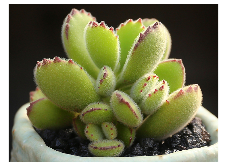 熊童子多肉植物群生熊掌阳台老桩