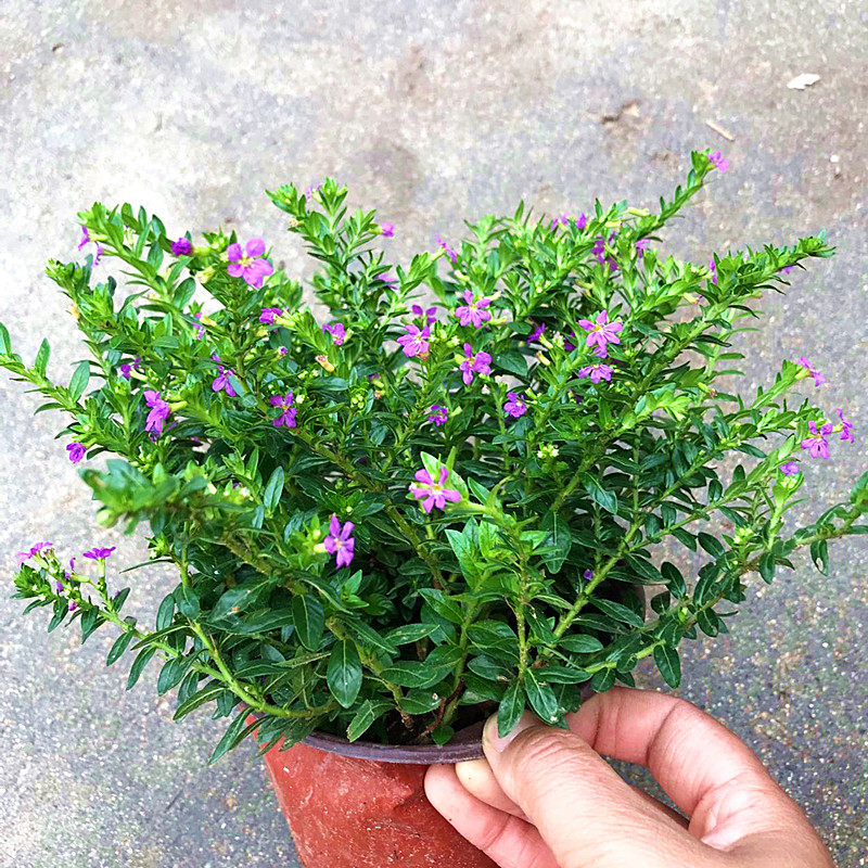 绿植满天星盆栽阳台桌面观花植物图片