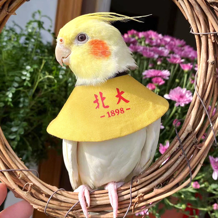 伊丽莎白脖圈鹦鹉伤口保护防抑郁症啄羽脖套项圈玄凤牡丹超萌斗篷