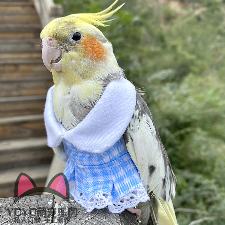 yoyo定制玄凤鹦鹉衣服中小型鸟类服装鸟用品可爱格子连衣裙飞行服