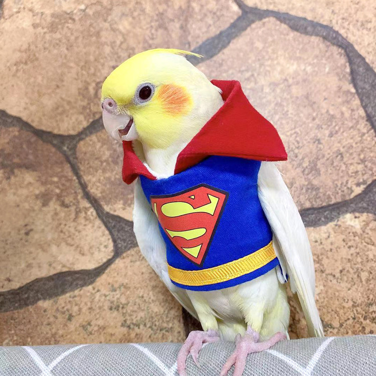 yoyo定制鸟用超人飞行衣服玄凤虎皮牡丹中小型鹦鹉放飞遛鸟小服装