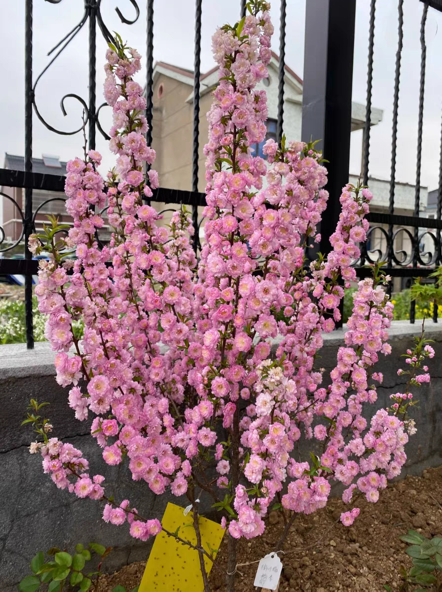 重瓣丛生庭院花树榆叶梅盆栽梅花树苗地栽苗红耐寒绿化重瓣榆叶梅