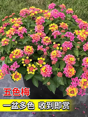 五色梅盆栽马樱丹耐热耐晒花期长多年生木本阳台庭院花卉四季好养