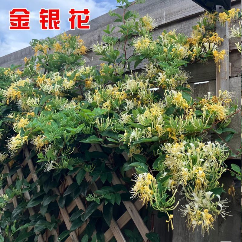 绿植阳台爬墙四季常青攀援植物