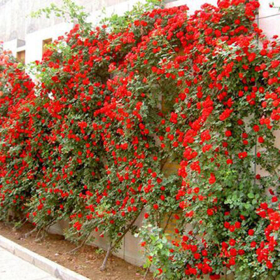 庭院阳台大苗藤本月季