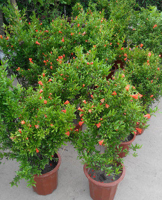 日本翠叶石榴--盆栽果树花卉盆景植物 庭院阳台花草树苗绿植植物