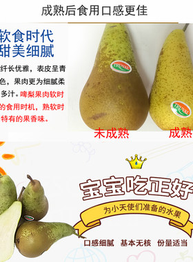 比利时Truval啤梨9只 进口水果新鲜梨 单果120g左右