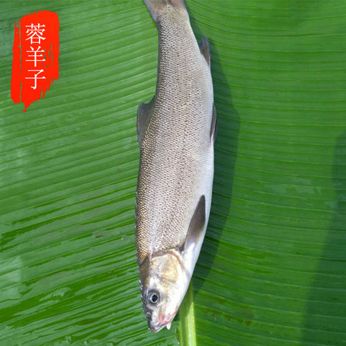 蓉羊子生鲜农家新品成都特产活水放养活雅鱼裂腹鱼细鳞鱼雅鱼砂锅 - 封面