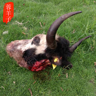 蓉羊子生鲜农家新品放养阿坝新鲜现宰牦牛肉牛头馆子烤牦牛头