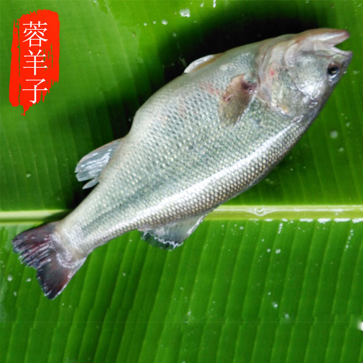 蓉羊子生鲜农家新品活水放养新鲜活淡水鲈鱼四鳃鲈鱼清蒸鱼500克