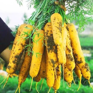齐头黄胡萝卜种子胡萝卜籽水果萝卜种籽阳台盆栽四季秋季蔬菜种子