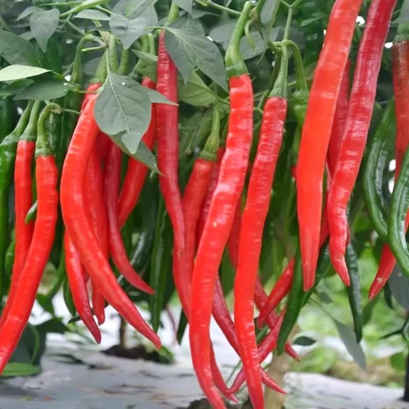 8819线椒种子香辣辣椒种籽二荆条春季秋季四季盆栽种植蔬菜种子孑,鲜花速递/花卉仿真/绿植园艺,家庭园艺种子,淘宝优惠券,粉丝福利购,淘宝优惠卷