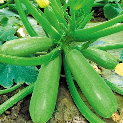 西葫芦种子菜瓜籽角瓜西葫芦种籽