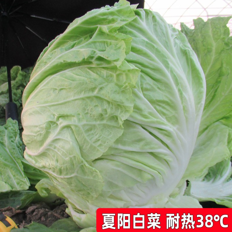 夏阳白菜种子夏季耐热50天白菜种籽夏天种秋季黄心白菜籽蔬菜种子