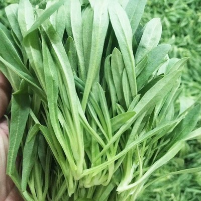 面条菜种子野菜种籽青菜籽种四季