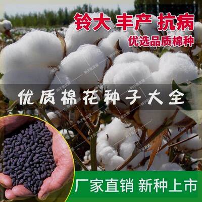 千斤王懒汉棉籽新疆棉花大桃大田国审高产抗虫棉花种子懒汉抗重茬