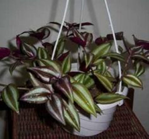 吊竹梅客厅室内水培盆栽绿植花卉