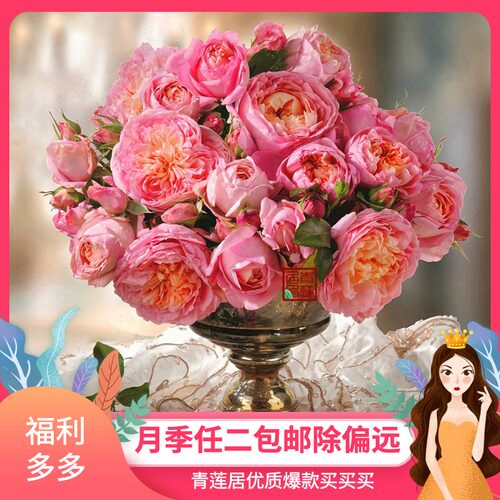 青莲居花卉价格 青莲居花卉图片 星期三