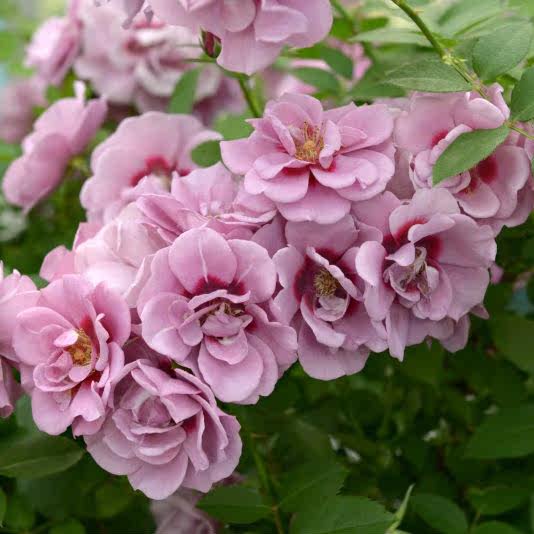 巴比伦 小亦花园 紫晶巴比伦 藤本月季爬藤花苗玫瑰花盆栽勤花簇花g911 图片价格品牌报价 原仓数据