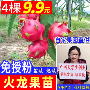 火龙果苗 盆栽特大 燕窝火龙果苗 红心火龙果树苗 自家果园种植