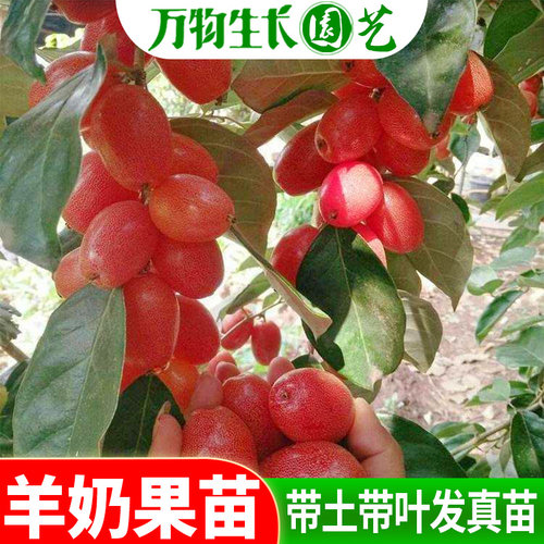 羊奶果树苗果大德甜二号胡颓子果树苗嫁接苗盆栽地载庭院阳台种植
