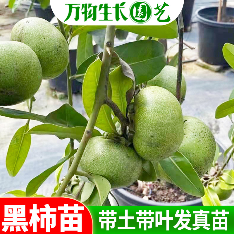 四季黑柿苗 新品种澳洲黑柿巧克力布丁果树苗 南北方种植盆栽阳台