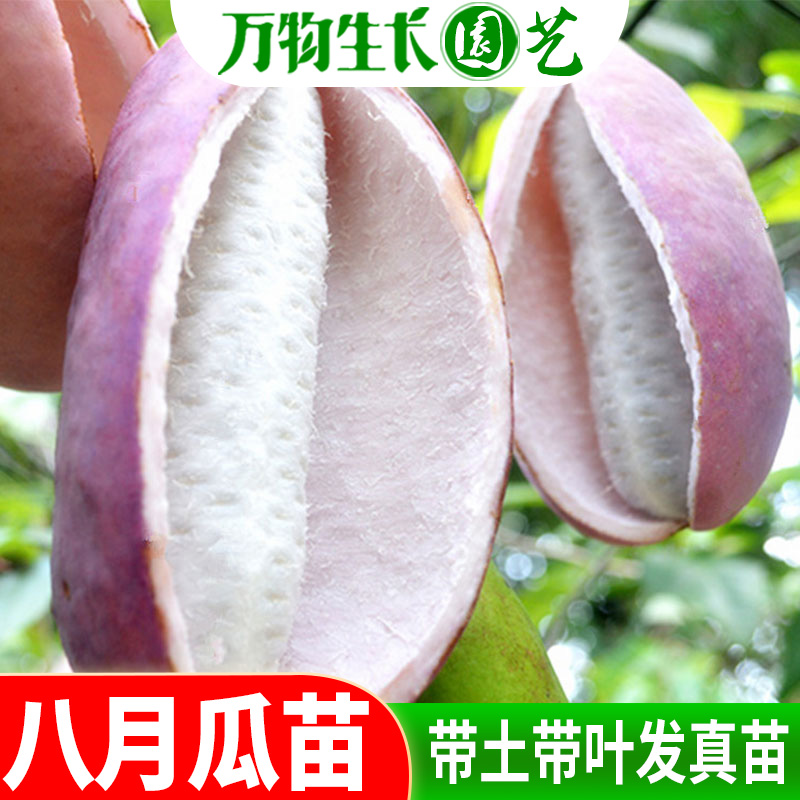 八月瓜树苗八月炸野果水果苗牛卵坨中华肾果八月瓜苗阳台庭院栽种