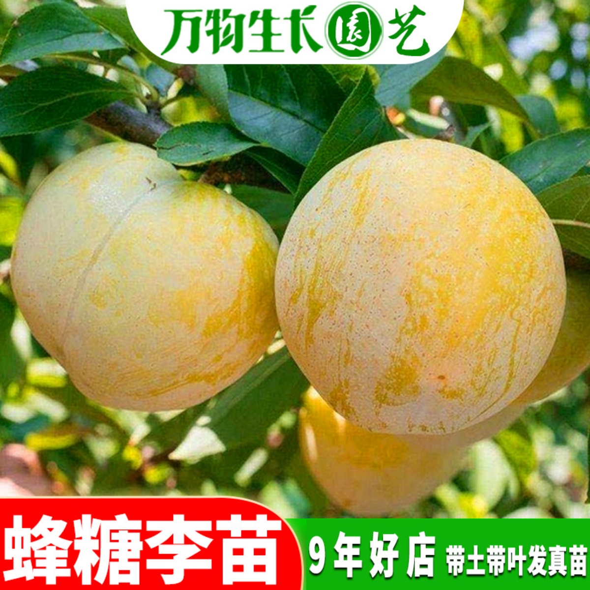 蜂糖李子树苗嫁接苗木特大脆李四川李树果苗南方苗木新品种果树