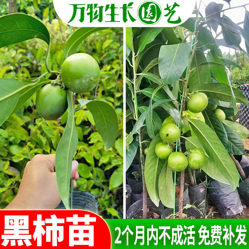 四季黑柿苗 新品种澳洲黑柿巧克力布丁果树苗 南北方种植盆栽阳台