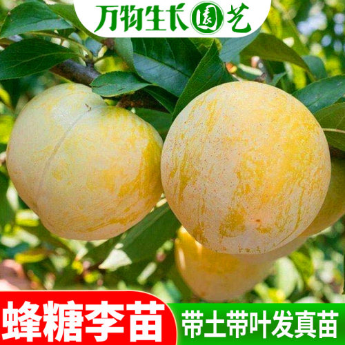 蜂糖李子树苗嫁接苗木特大脆李四川李树果苗南方苗木新品种果树