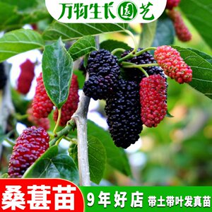桑葚树苗嫁接苗桑葚苗盆栽四季结果水果树苗长果桑树苗